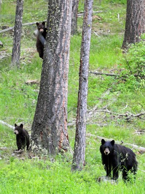 A rare backyard visit, Summer 2010 