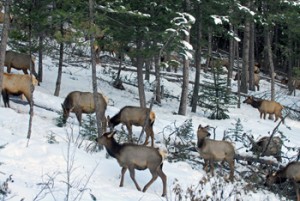 Elk Herd Backyard Winter 2010