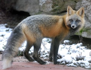 Visiting fox on our patio, Spring 2009 