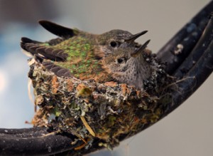 Hummingbird nest on our satellite cable, Summer 2009 