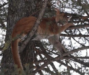 Hanging around in our backyard, January 5, 2007