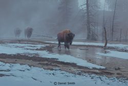 Yellowstone Procession