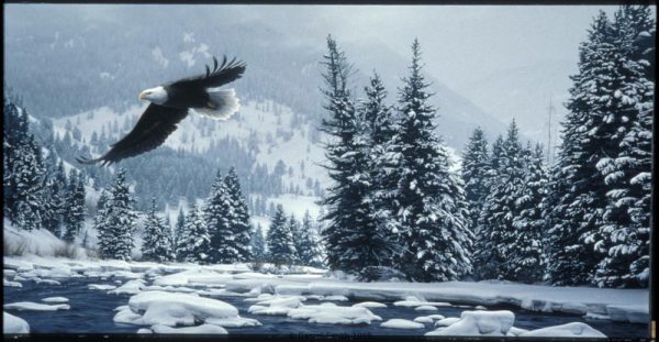 Free Flight