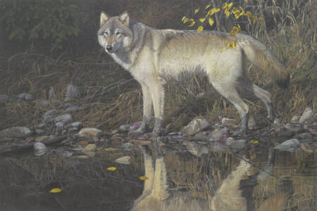 Shoreline Reconnaissance