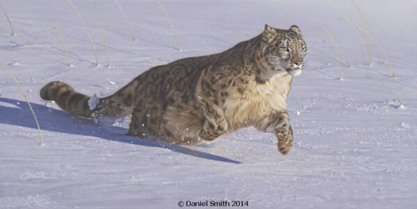 Snow Bound Snow Bound