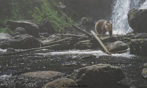 Summer Cascade Summer Cascade