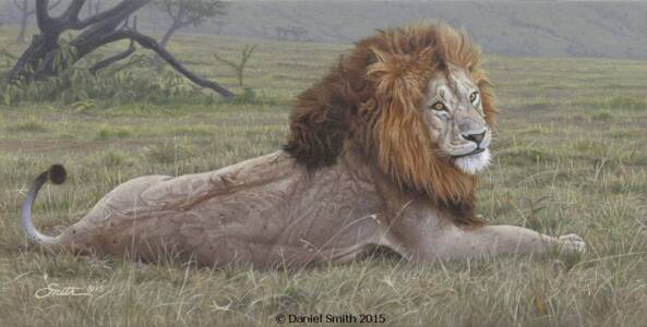 Savanna Solitude Savanna Solitude