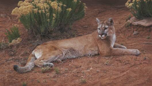 Rabbit Brush Refuge