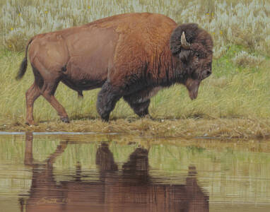 Yellowstone Reflections