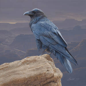 Rimrock Raven