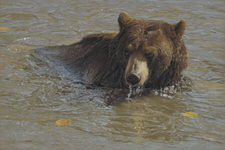 Buoyant Bruin