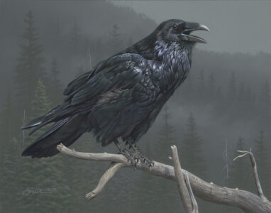 Raven Rhapsody