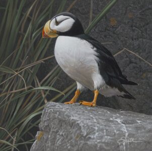 Where Puffins Prosper