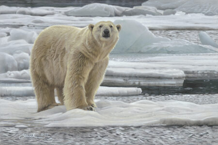 Arctic Odyssey